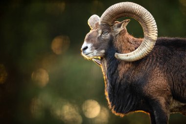 Big Mufflon Bucks, Avrupa 'daki habitatlarında duruyor.