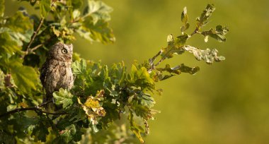 Avrasya baykuşu (Otus scops) - Sonbahar ormanlarında bir dalda baykuş avlıyor