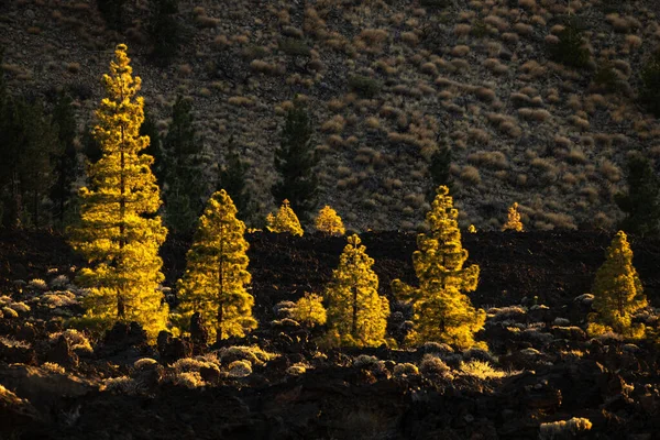 Picos Volcanes Del Teide Pico Viejo Atardecer Vistos Desde Cráter — Foto de Stock