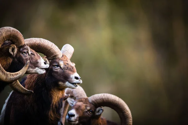 Big Mufflon Bucks Stojící Svém Přirozeném Evropském Lese — Stock fotografie