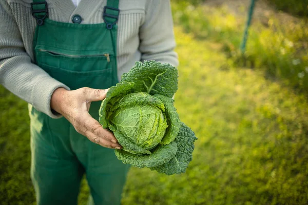 Giardinaggio Senior Nel Suo Giardino Permacultura Con Una Splendida Testa — Foto Stock