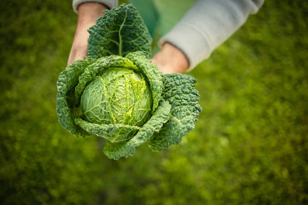 Tukang Kebun Senior Berkebun Kebun Permakultur Nya Memegang Kepala Cabbage — Stok Foto