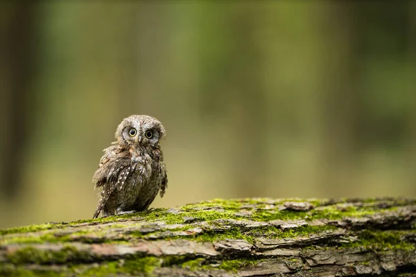 欧亚扇贝猫头鹰 Otus Scops 秋天森林树枝上的小扇贝 — 图库照片