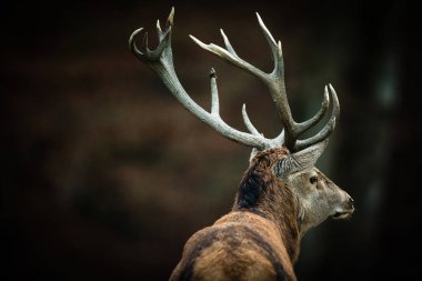 Kızıl geyik (Cervus elaphus) geyiği doğal ortamında yaşar.