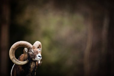 Big Mufflon Bucks, Avrupa 'daki habitatlarında duruyor.