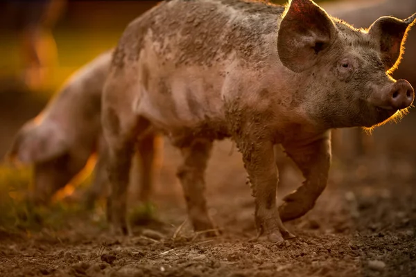 Grisar Som Äter Äng Ekologisk Köttfarm Teleobjektiv Som Sköts Med — Stockfoto