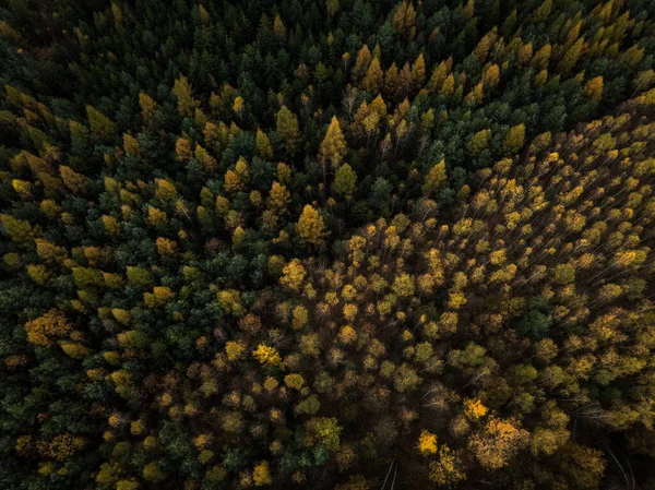 Prachtige Herfst Herfst Vastgelegd Een Landschapsbeeld Levendige Kleuren Verdwijnen Langzaam — Stockfoto