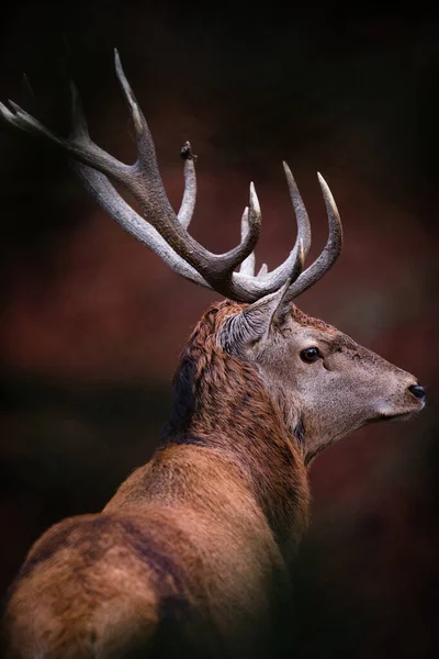 Winter Wildlife Landscape Noble Deers Cervus Elaphus Deer Large Horns — Stock Photo, Image