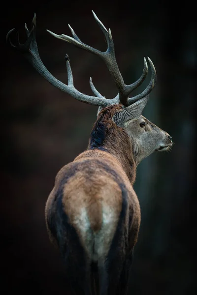 Κόκκινο Ελάφι Cervus Elaphus Ελάφι Στο Φυσικό Του Περιβάλλον — Φωτογραφία Αρχείου