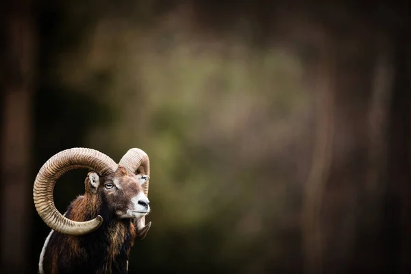 Big Mufflon Bucks Stojící Svém Přirozeném Evropském Lese — Stock fotografie