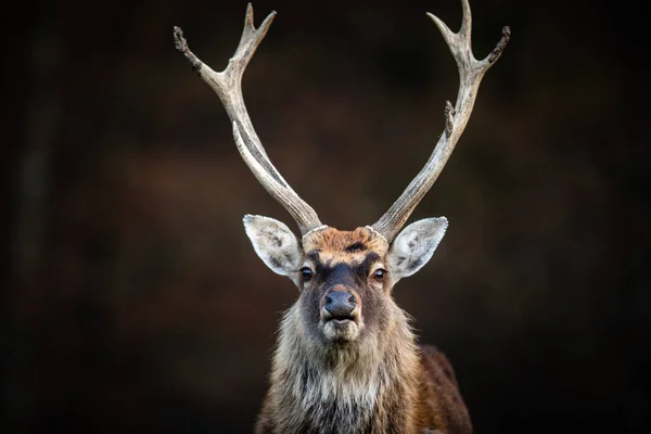 Red Deer Cervus Elaphus Stag Its Natural Habitat — Stock Photo, Image