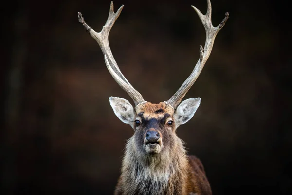 Cervo Vermelho Cervus Elaphus Seu Habitat Natural — Fotografia de Stock