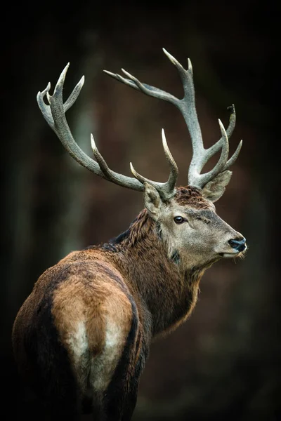 Cervo Vermelho Cervus Elaphus Seu Habitat Natural — Fotografia de Stock