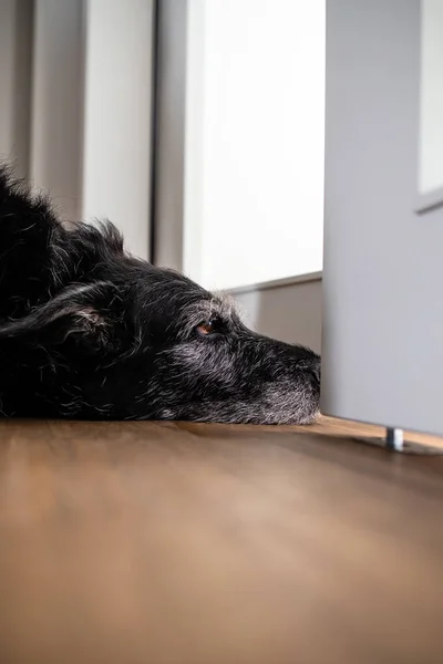 Chien Triste Attend Que Son Maître Arrête Travailler Emmène Promener — Photo