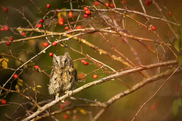 ユーラシアスコップフクロウ Otus Scops 秋の森の枝にある小さなフクロウ — ストック写真