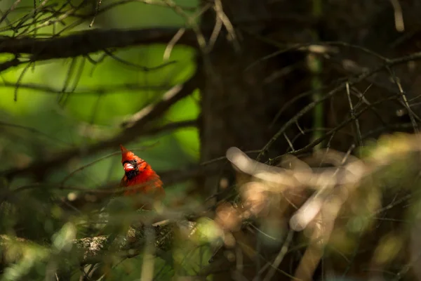 Cardenal del Norte —  Fotos de Stock