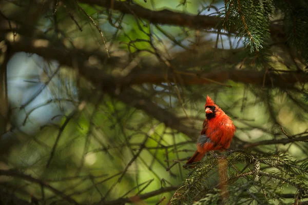 Northern cardinal — Stock Photo, Image