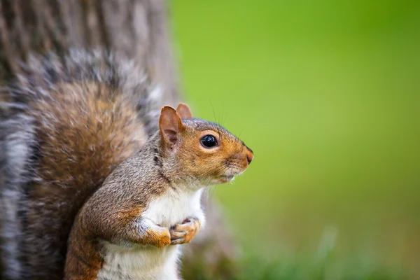 Oostelijke grijze eekhoorn — Stockfoto