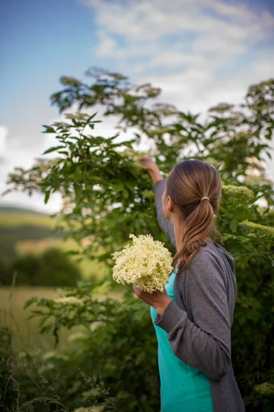 Mujer recogiendo flor de saúco —  Fotos de Stock