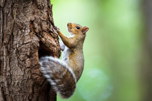 Eastern Grey Squirrel — Stock Photo, Image