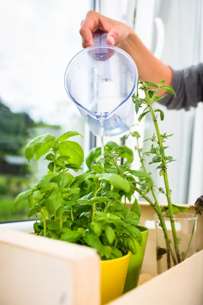 Frau gießt frisches Wasser in Töpfe — Stockfoto