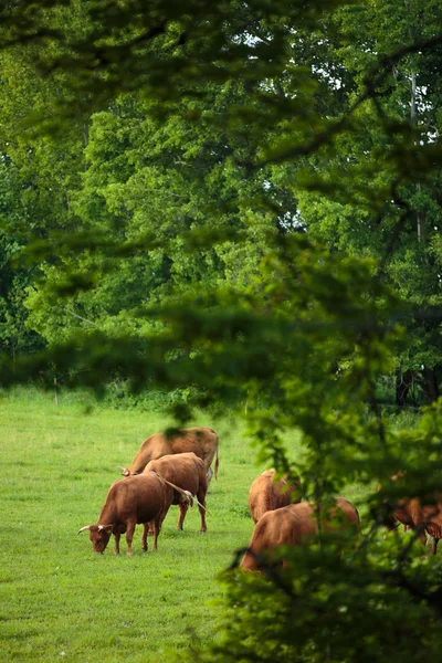 Cows grazing on a lovely green pasture — Stock Photo, Image