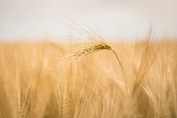 Ripe barley background — Stock Photo, Image