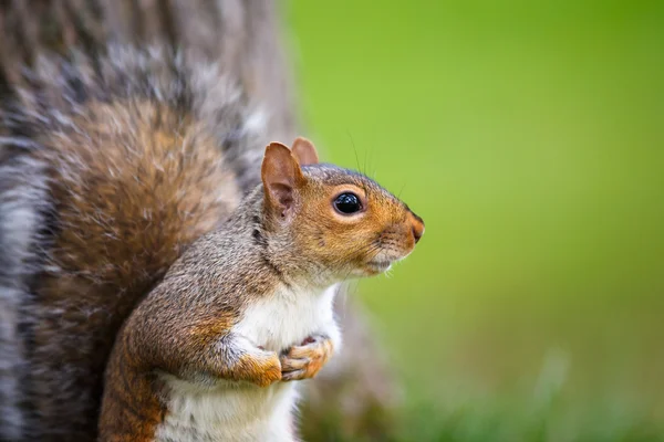 Eastern Grey Squirrel — Stock Photo, Image