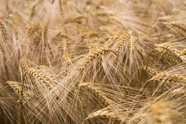 Ripe barley background — Stock Photo, Image