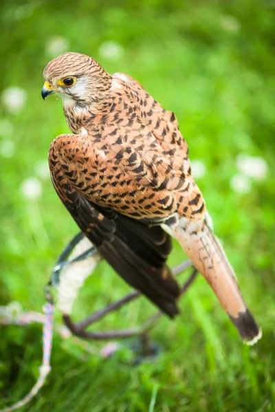 Common Kestrel - Falco tinnunculus — Stock Photo, Image