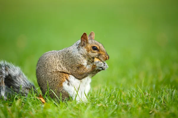 Oostelijke grijze eekhoorn — Stockfoto