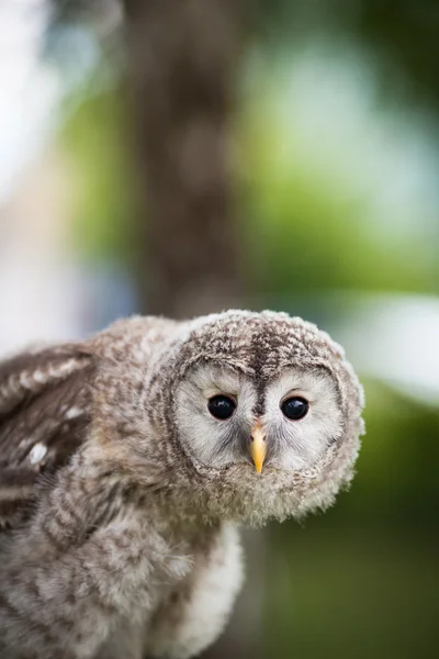 Fechar de um bebê Tawny Coruja — Fotografia de Stock