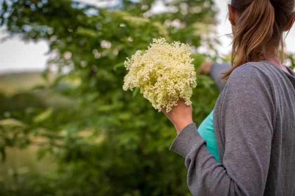 Mujer recogiendo flor de saúco —  Fotos de Stock