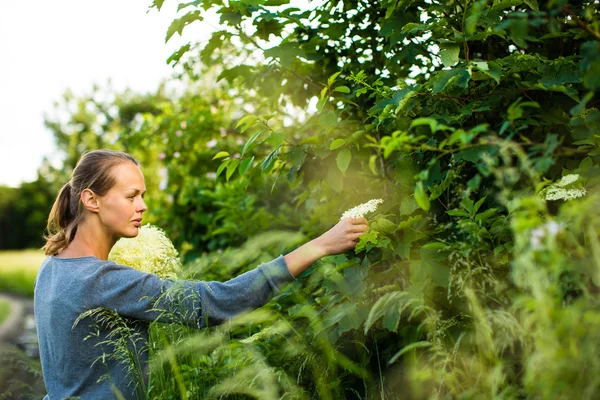 Mujer recogiendo flor de saúco — Foto de Stock