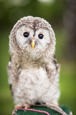 Baby Tawny Owl clipart