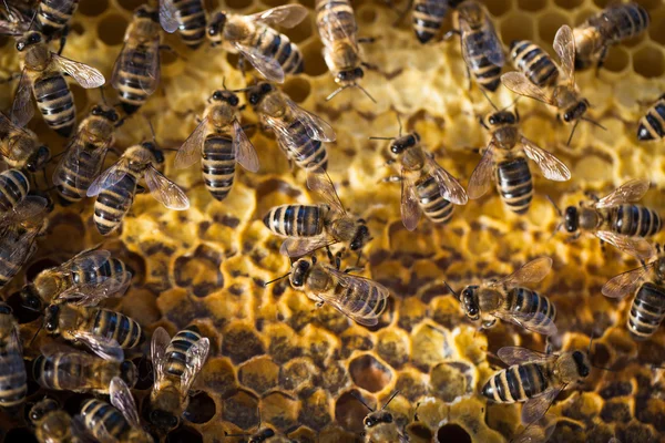 Макро-выстрел пчел — стоковое фото