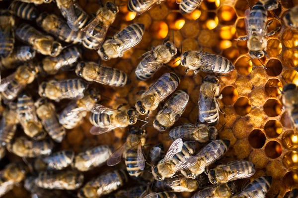 Macro shot of bees — Stock Photo, Image