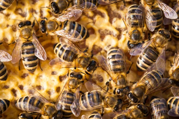 Macro shot of bees — Stock Photo, Image