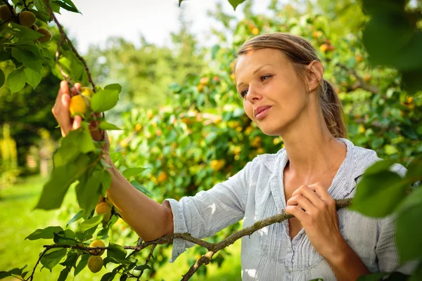 Женщина собирает абрикосы — стоковое фото