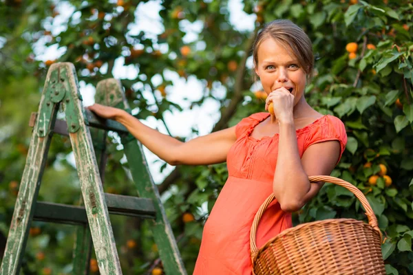 Vrouw plukken abrikozen — Stockfoto