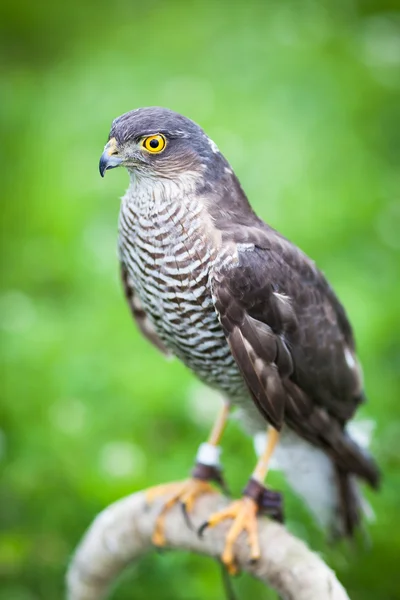 Europees-Aziatische Sperwer — Stockfoto