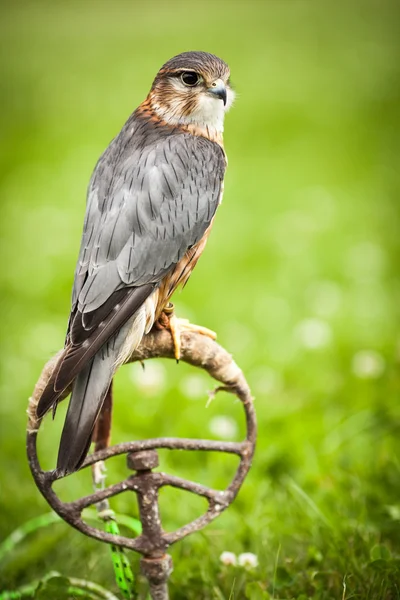 Common Kestrel — Stock Photo, Image