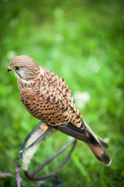 Torenvalk — Stockfoto