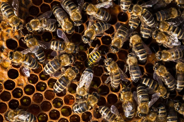 Makro snímek včel Stock Obrázky