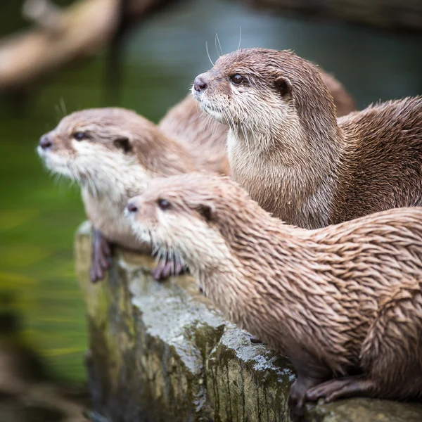 Una nutria oriental de garras pequeñas —  Fotos de Stock