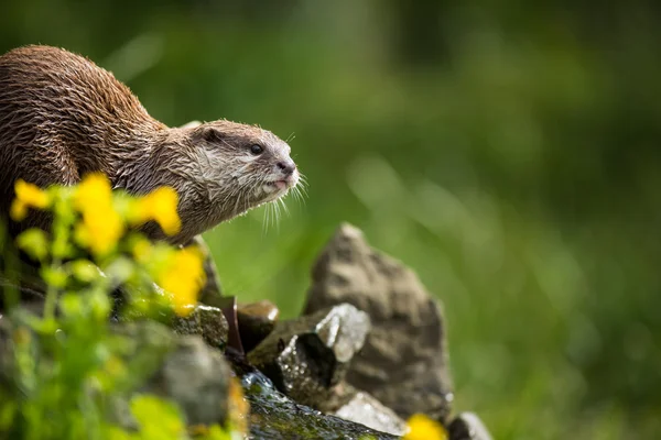 Una nutria oriental de garras pequeñas —  Fotos de Stock