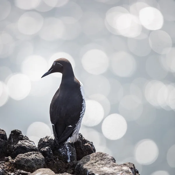 Guillemot comune, guillemot briglia — Foto Stock