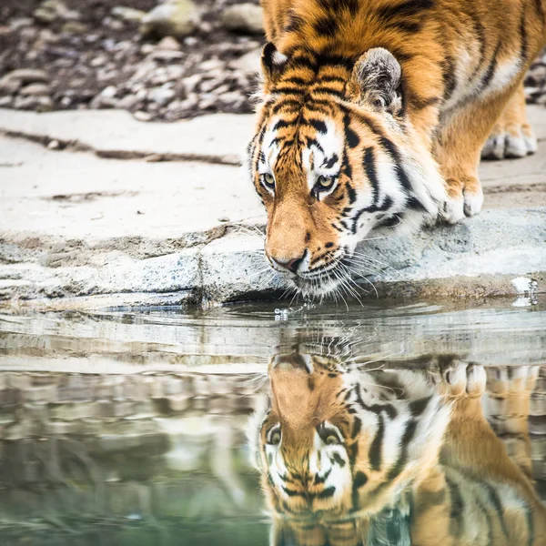 Tigre indiano água potável — Fotografia de Stock