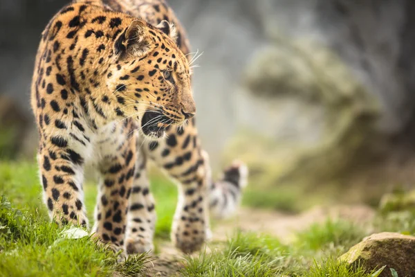 Amur Leopardo na natureza — Fotografia de Stock