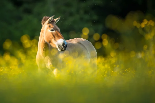 Przewalski horse grazing — Stock Photo, Image